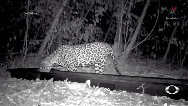 Animales se hidratan en bebederos artificiales