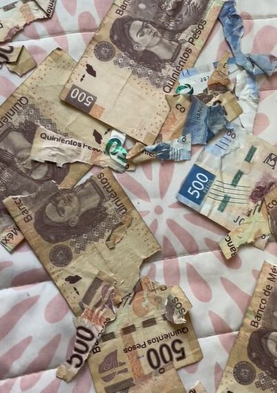 Perrito se come los ahorros de su dueña y no tiene miedo de que lo sepa