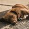 Perro salva la vida de su dueño que sufrió derrame cerebral; la mascota murió de tristeza