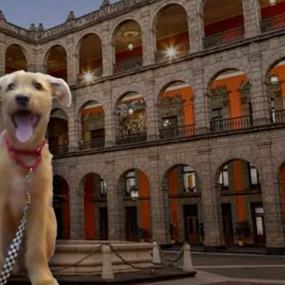 Palacio Nacional adopta a “Rollo”, perro de bienestar emocional