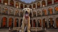 Palacio Nacional adopta a “Rollo”, perro de bienestar emocional