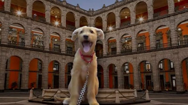 Palacio Nacional tiene a “Rollo”, un perro de bienestar emocional