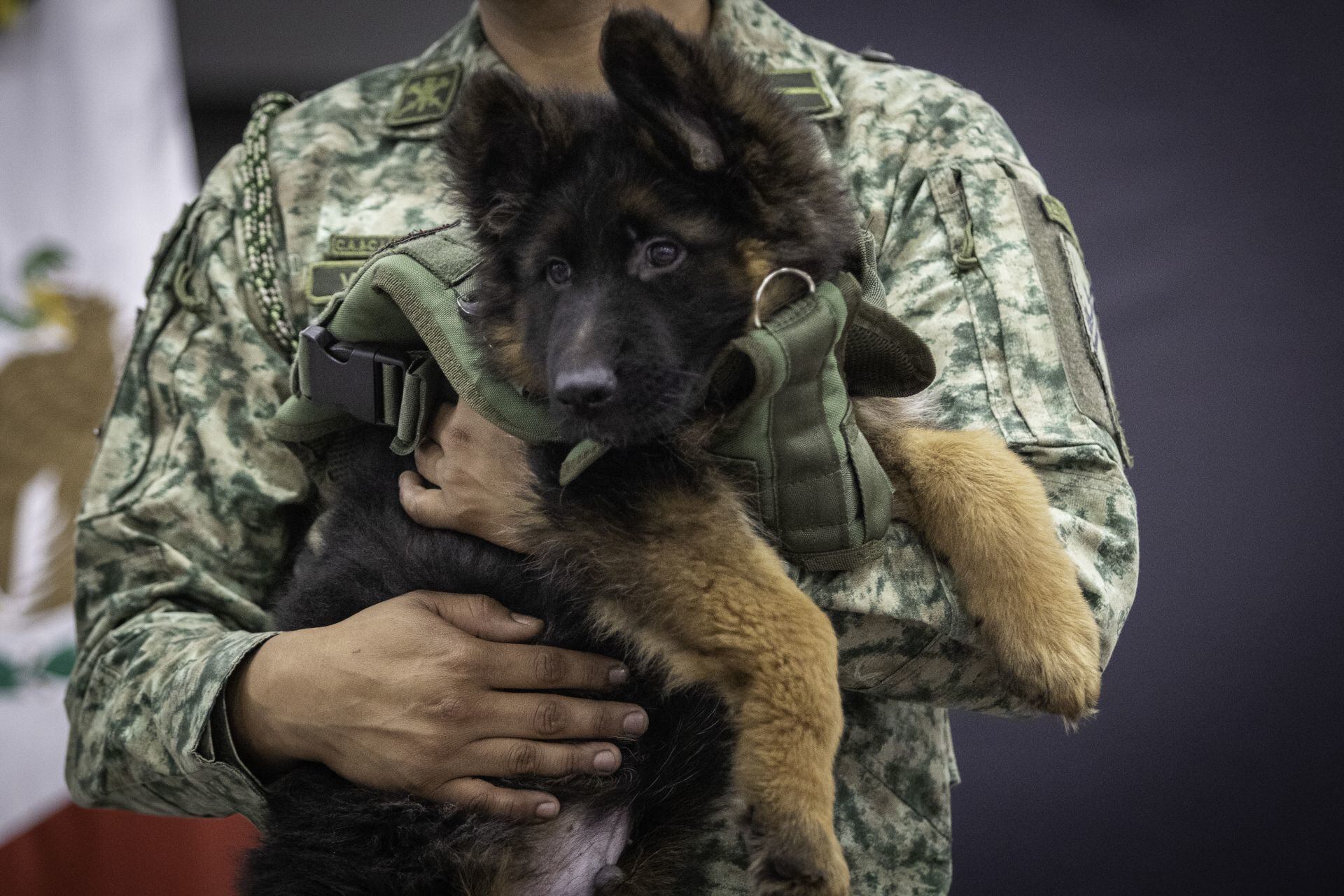 Perrito Arkadas