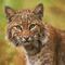 ¿Cocaine cat? Un gato salvaje dio positivo a cocaína; estaba fuera de su hábitat