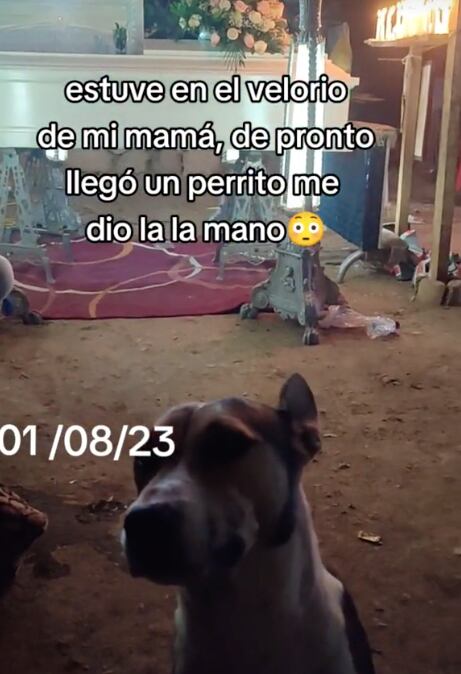 Perrito consuela a joven en el funeral de su mamá