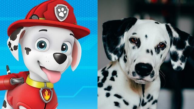 Estas son las características de los perros dálmata, raza de Marshall en Paw Patrol