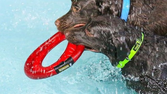 Aqua Pawk