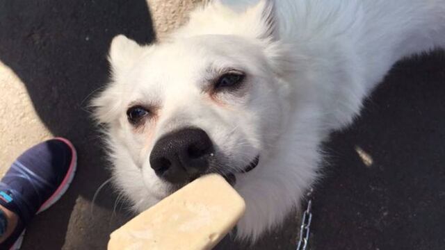 Perro degusta paleta de Don Paletto