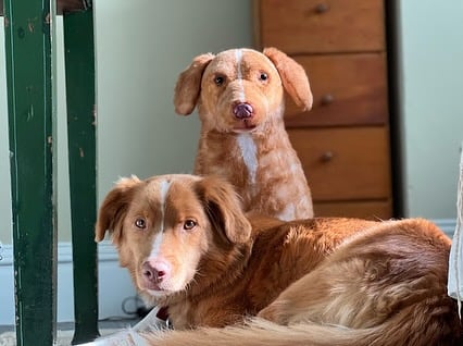 Indy con su doble Findy en Good Boy.