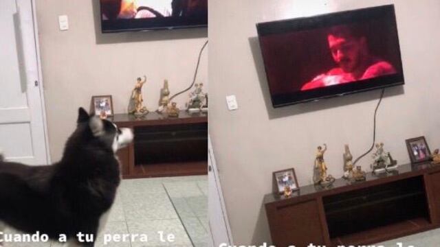 Perrita fan de Christian Nodal