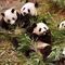 Pandas gigantes ya no están en peligro de extinción