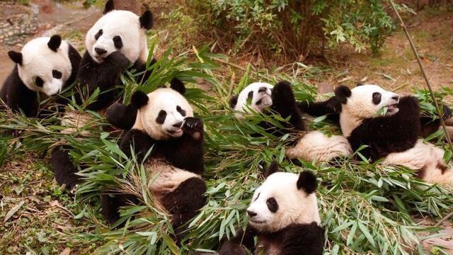 Pandas en Base de Investigación Chengdu de Crianza de Pandas Gigantes