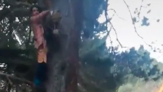 Un hombre aseguró haber visto a un duende en el bosque