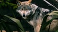 SEDEMA CDMX defiende protección del lobo gris mexicano ante decisión de Trump