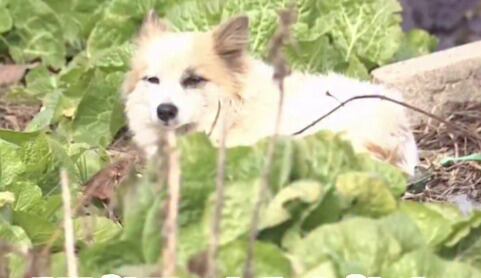 Pudding, el perro que se quedó sin familia tras accidente de vuelo en Corea del Sur