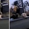Héroes: Soldados rescatan a perrito de un incendio y lo adoptan (VIDEO)