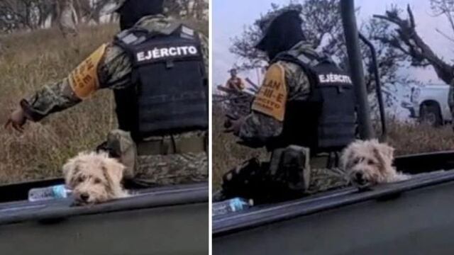 Perrito rescatado por la Sedena