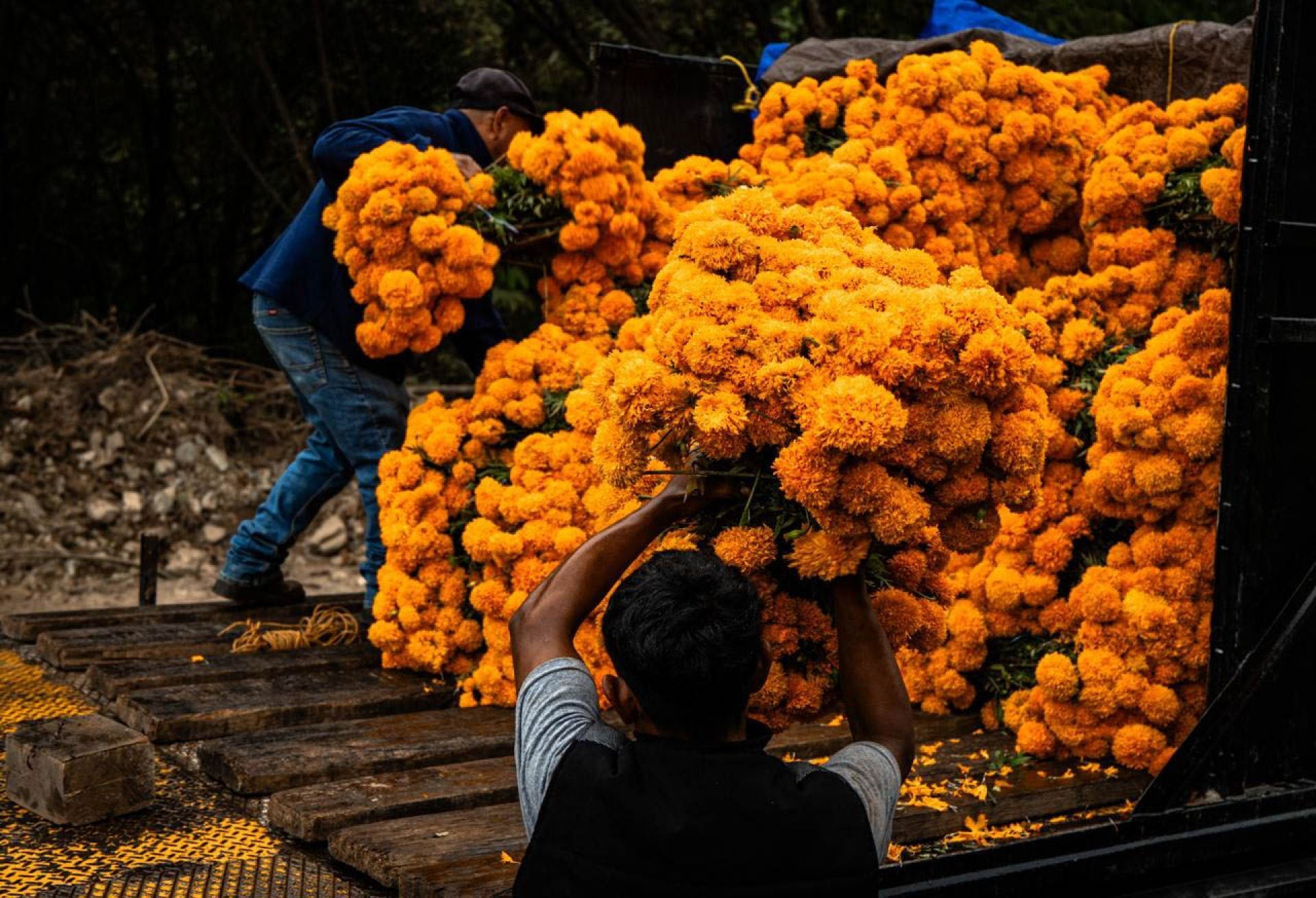 “El cempasúchil no da para vivir”, denuncian agricultores