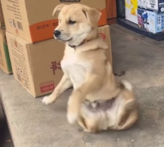 Perrito no soportó el viernes de chamba