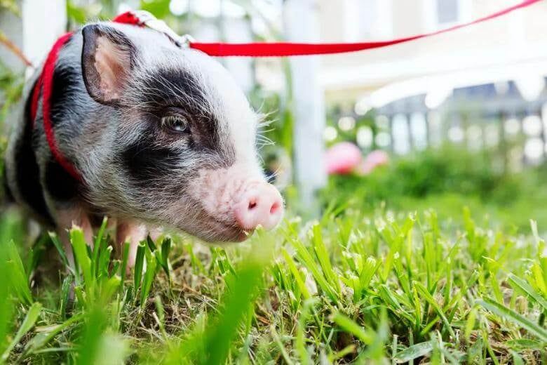 ¿Cómo son los cerdos como mascotas? características que definirían a tu Peppa Pig en casa