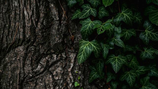 plantas, enredaderas