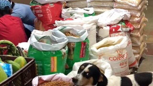 Perrito Roba Croquetas