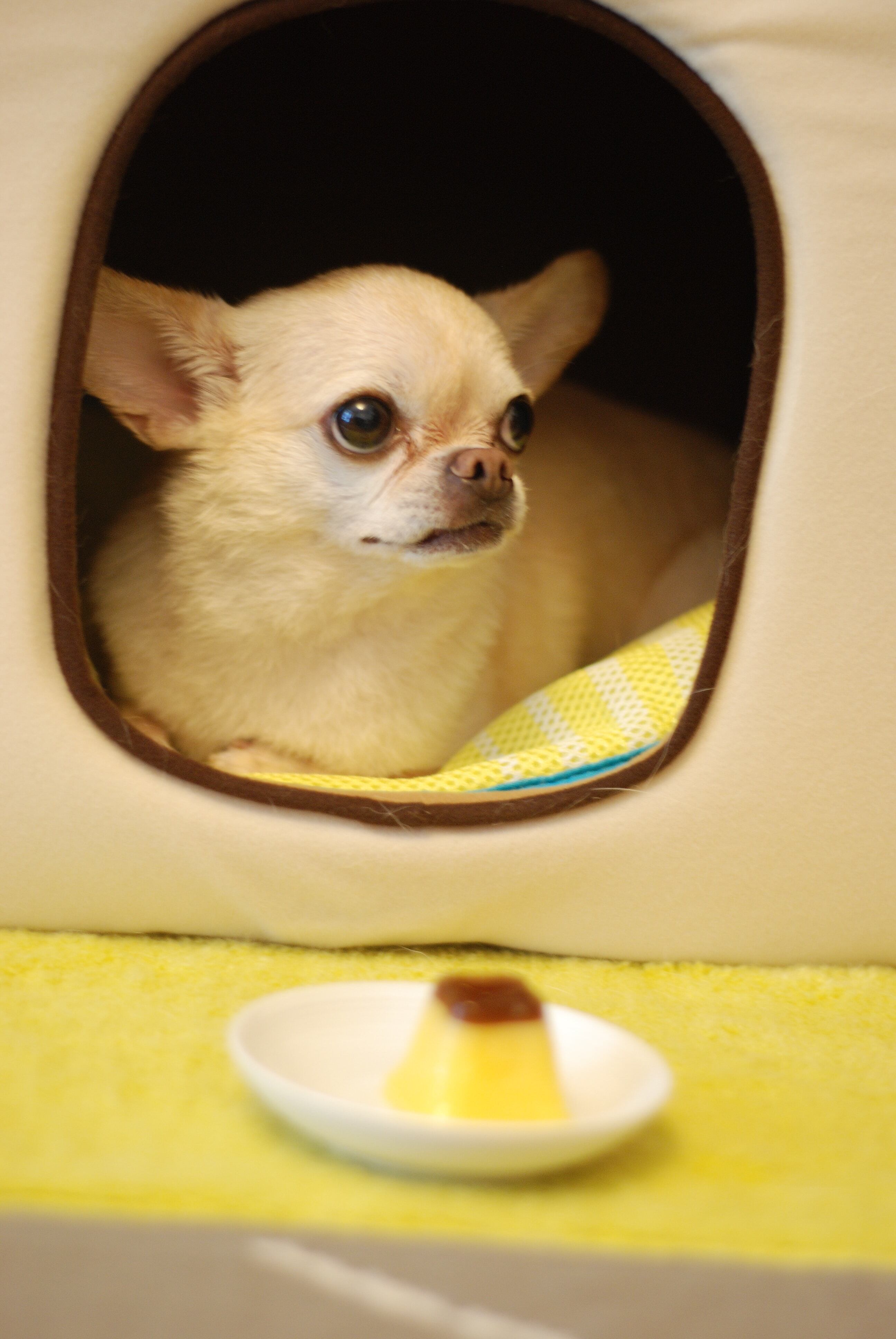 Perro chihuahua