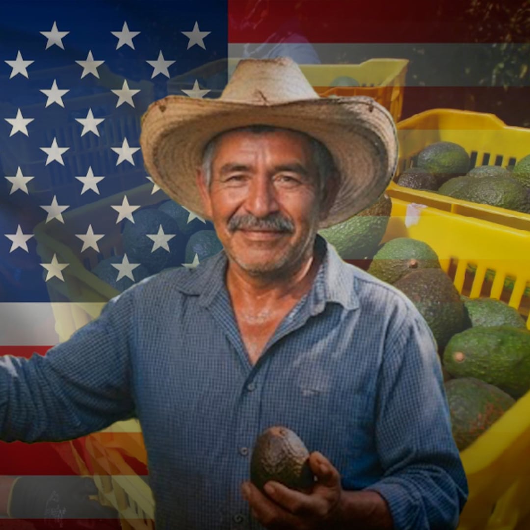 Productores de Michoacán buscan destrabar la suspensión del aguacate en Estados Unidos