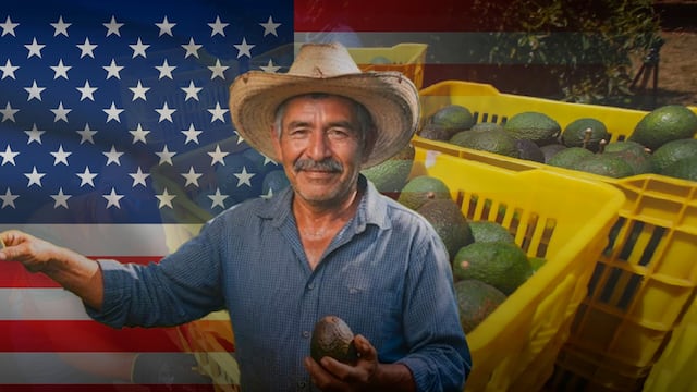 Productores de Michoacán buscan destrabar la suspensión del aguacate en Estados Unidos