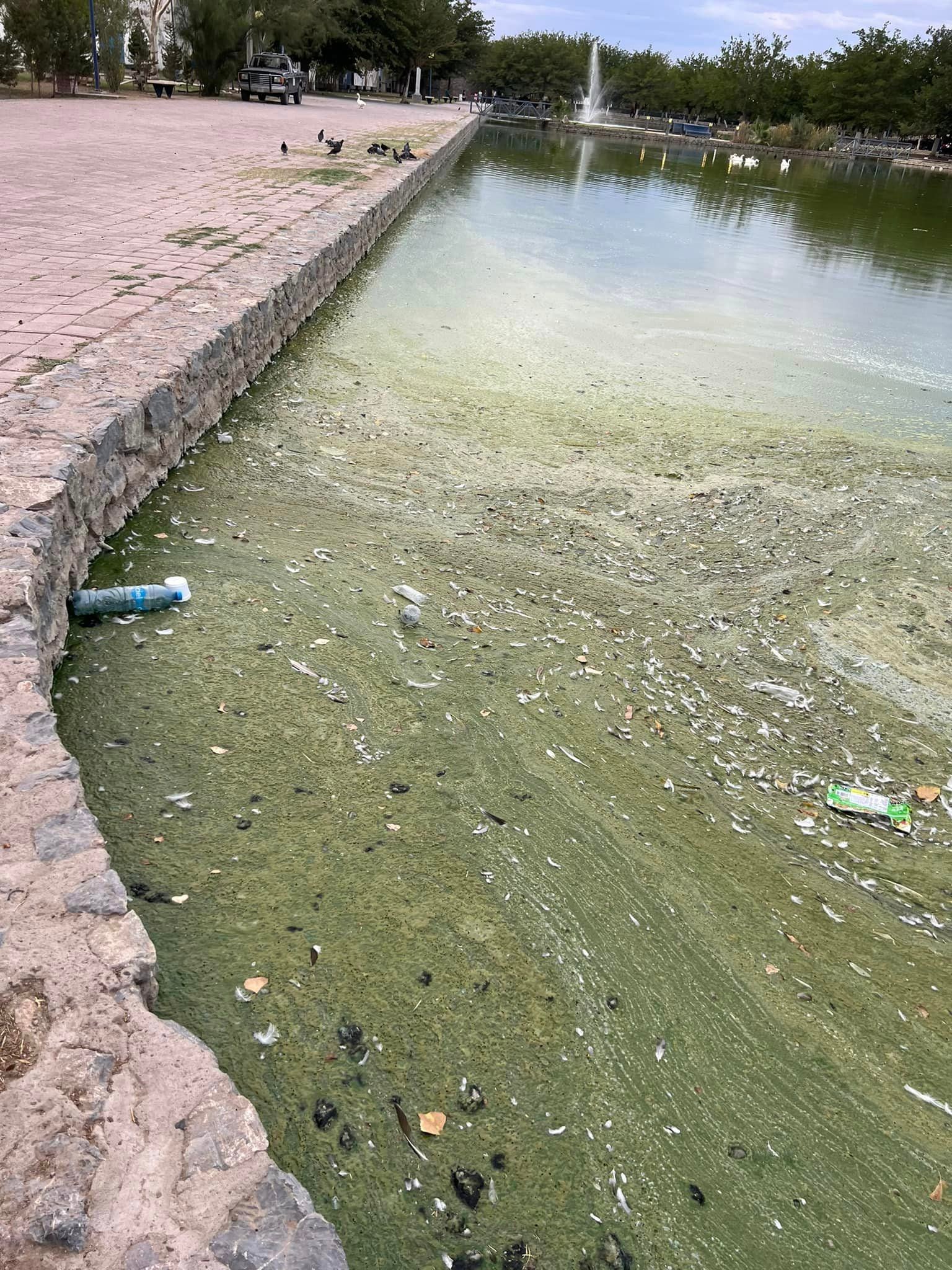 Animales en pésimas condiciones en Parque Central