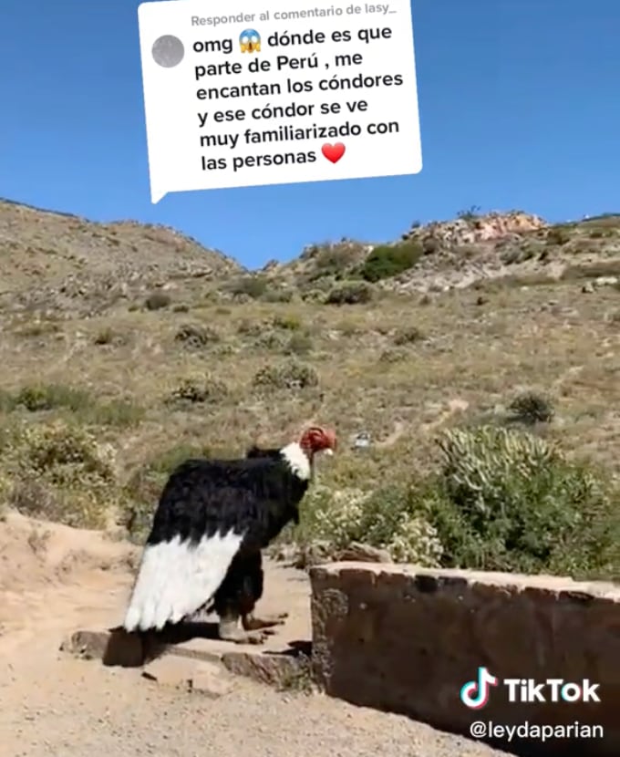 Condor-Man en redes sociales