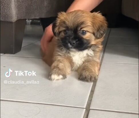 Perrito no era lo que sus dueños pensaban