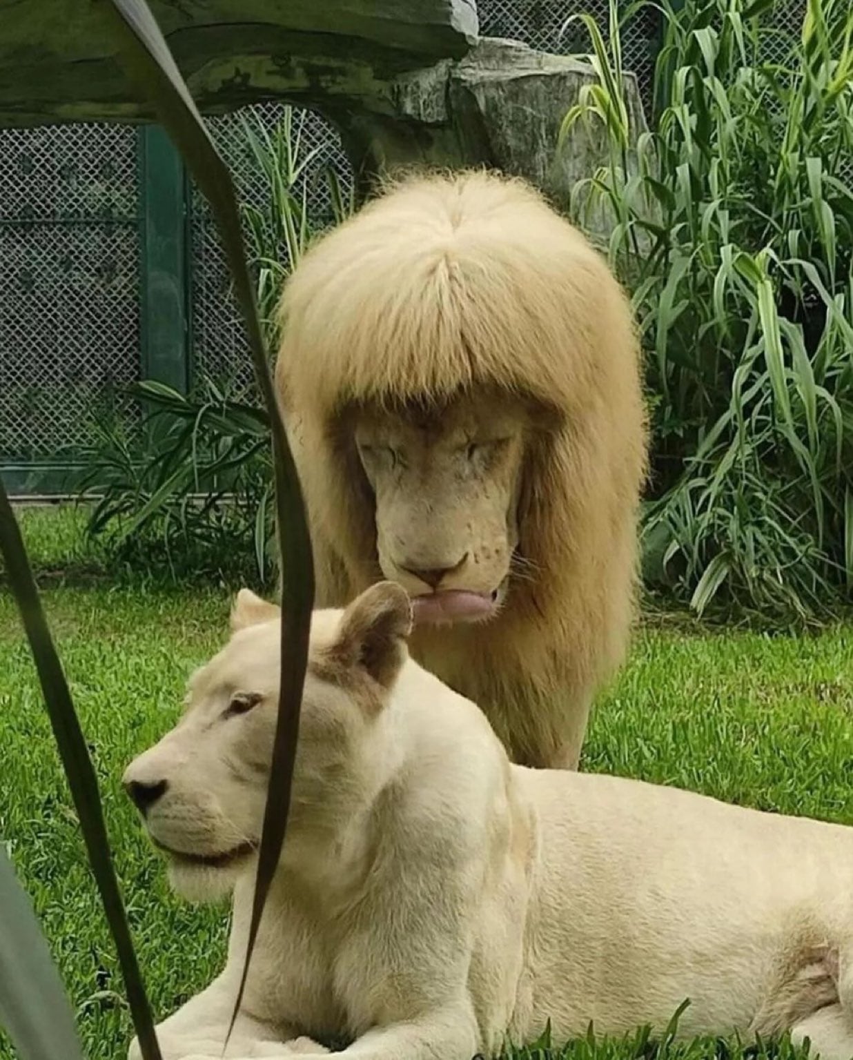 Un león de un zoológico en China, se hace viral por su corte de cabello en la melena