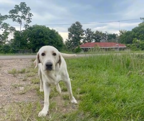 Su perrito fallecido la “esperó” para despedirse