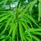 México: Publican reglamento para el uso medicinal de la marihuana