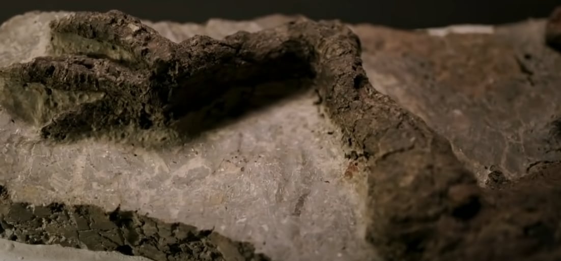 Pierna fosilizada de un dinosaurio que murió al estrellarse el meteorito