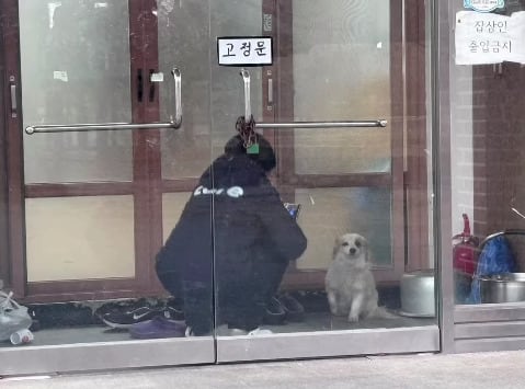 Pudding, el perro que se quedó sin familia tras accidente de vuelo en Corea del Sur