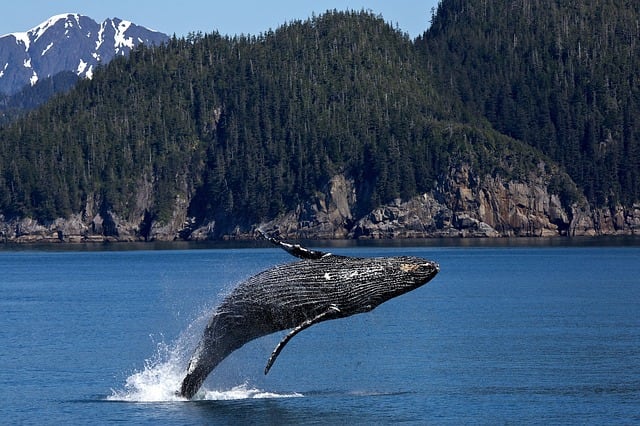 Las ballenas aprenden cantos de sus similares y crean nuevas versiones.