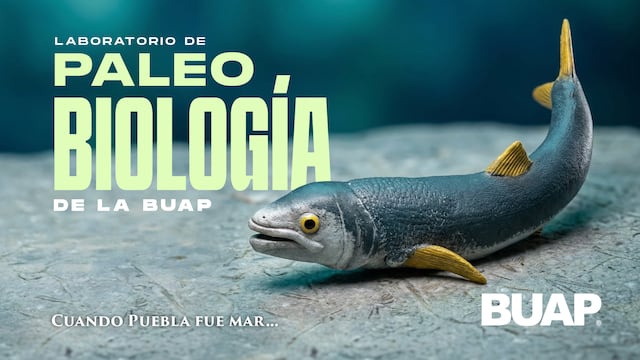 BUAP analiza fósiles marinos, mamuts y polen para reconstruir la historia natural