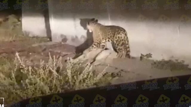 Matan a jaguar.