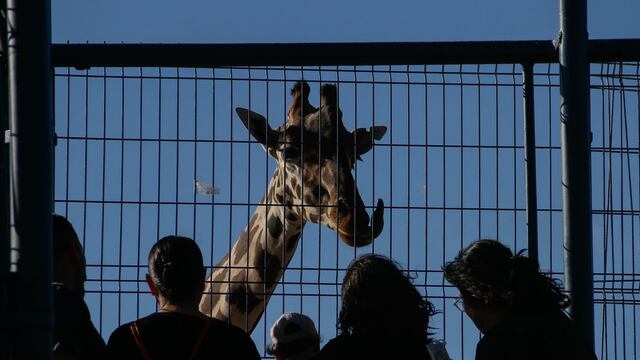 Después del maltrato que sufrió la jirafa Benito, Chihuahua recibió este ejemplar castigo