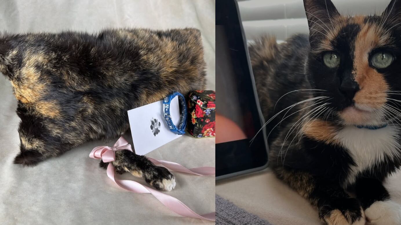 Convirtieron a un gato en almohada y conservaron una pata con taxidermia; provocan críticas en redes sociales