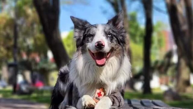 Rex, perro rescatista