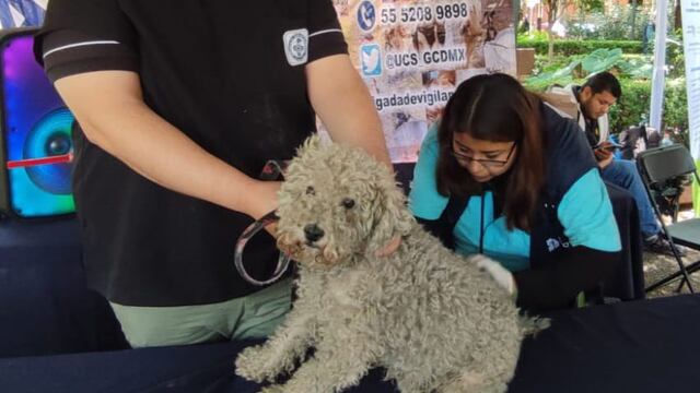 Jornada de bienestar animal PAOT
