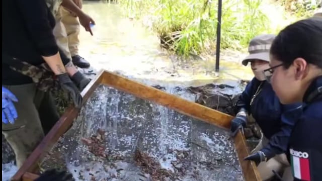 Reportan más de mil 600 dientes de leche en fosa de Michoacán; FGR investiga