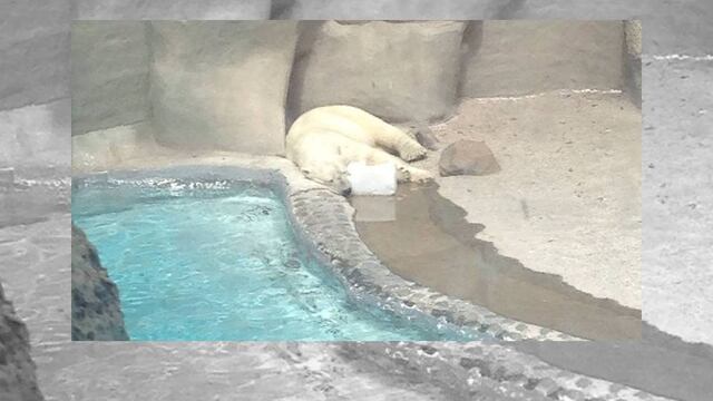 Piden regresar a su hábitat natural a oso polar del zoológico de Guadalajara