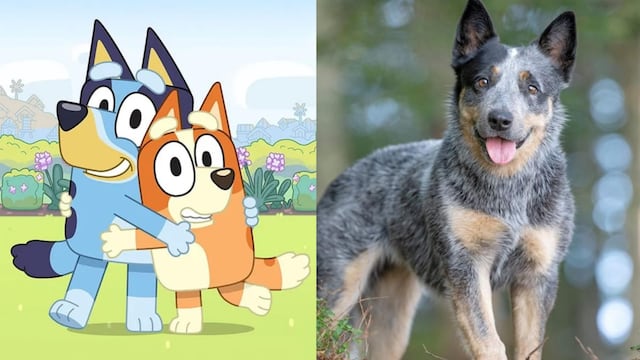 La raza de Bluey es la del pastor ganadero australiano