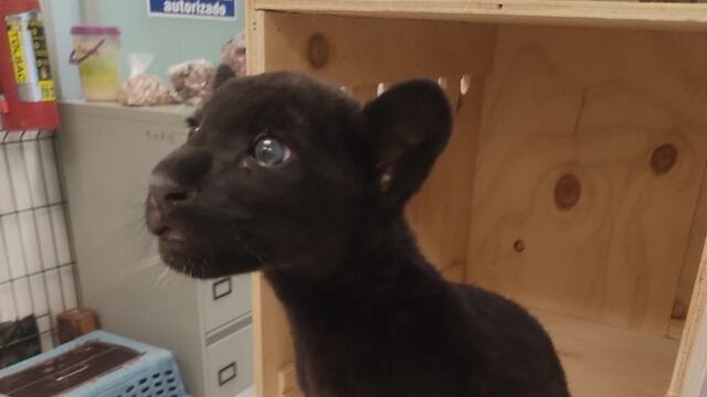Jaguar cachorro resguardado por la Profepa