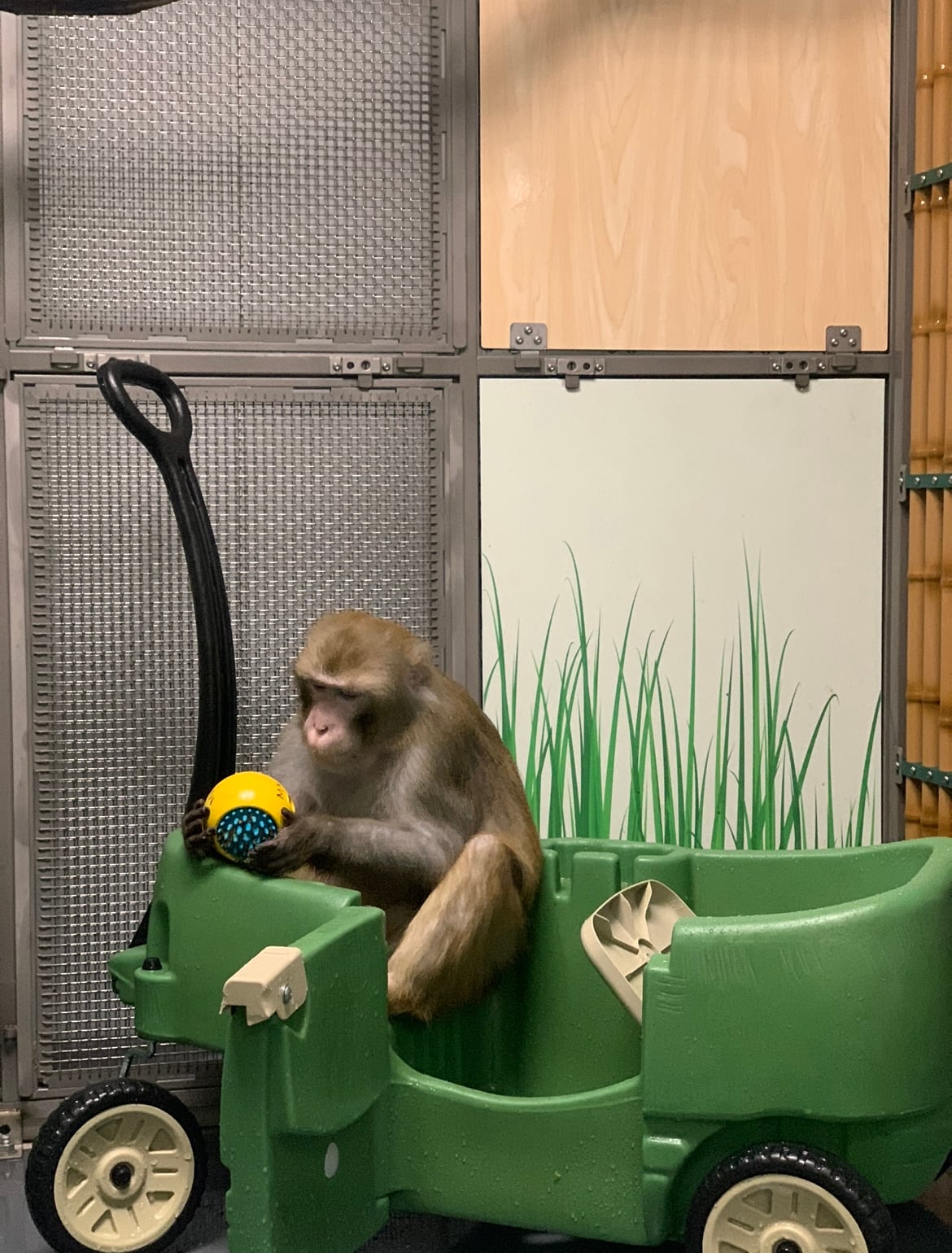 Monos con los que Neuralink experimenta