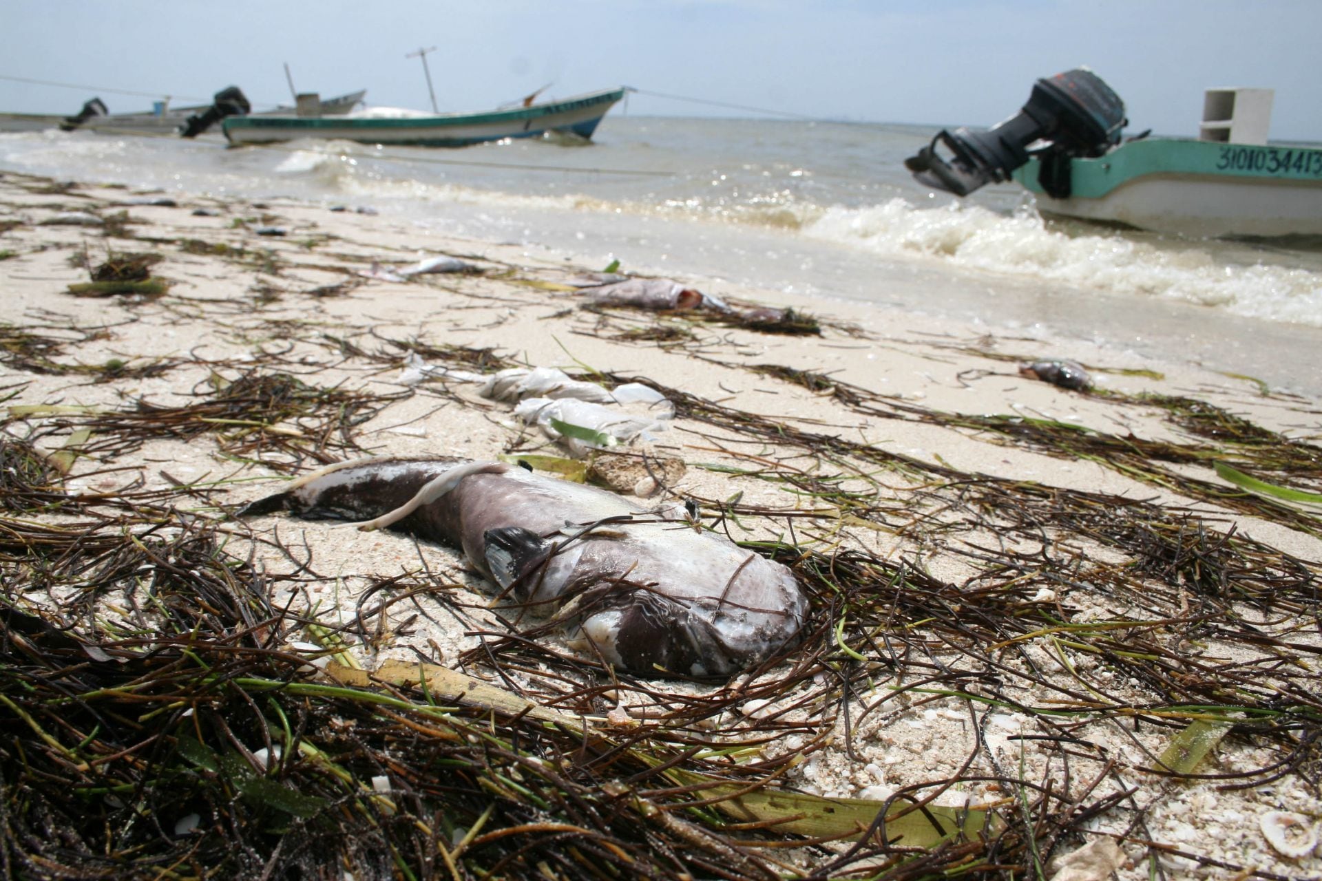 Marea Roja podría haber regresado a la costa del estado de Yucatán